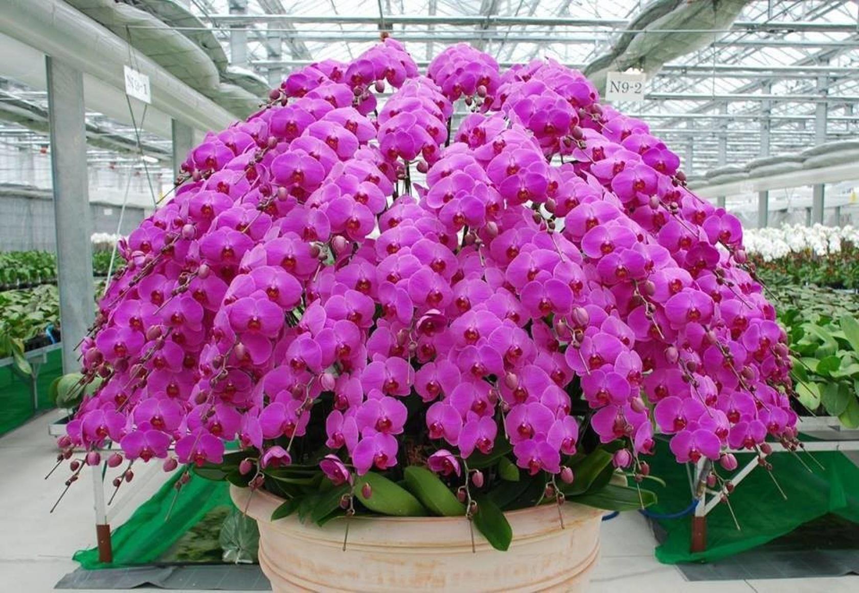 обильное цветение орхидеи